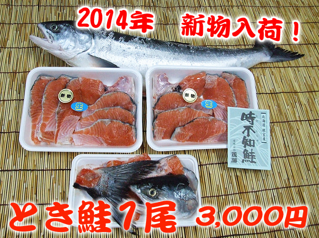 根室魚河岸 茂勝 とき(時不知)鮭 1尾